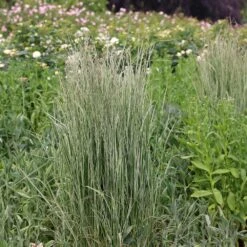Calamagrostis × Acutiflora 'Overdam' 6 Calamagrostis × Acutiflora 'Overdam' -Plants Shop pl2000045813 card3 lg