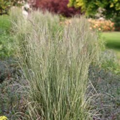 Calamagrostis × Acutiflora 'Overdam' 7 Calamagrostis × Acutiflora 'Overdam' -Plants Shop pl2000045813 card4 lg