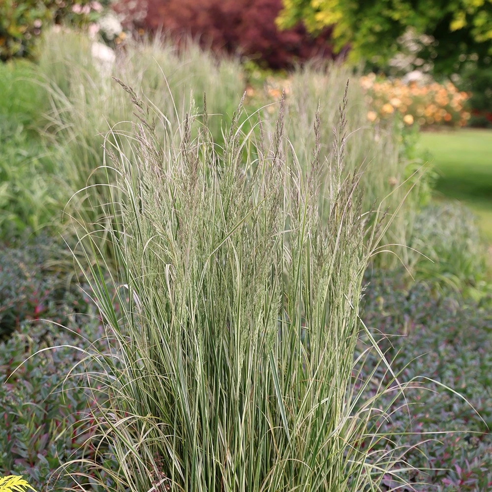 Calamagrostis × Acutiflora 'Overdam' 4 Calamagrostis × Acutiflora 'Overdam' - Image 4