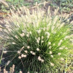 Pennisetum Alopecuroides 'Little Bunny'
