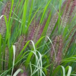 Pennisetum Alopecuroides 'Red Head'