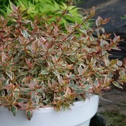 Abelia × Grandiflora Tricolor Charm ('Mincautri') (PBR)