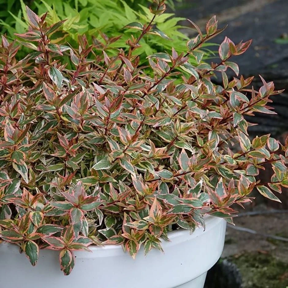Abelia × Grandiflora Tricolor Charm ('Mincautri') (PBR) 1 Abelia × Grandiflora Tricolor Charm ('Mincautri') (PBR)
