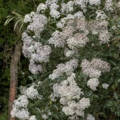 Olearia Macrodonta 5 Olearia Macrodonta -Plants Shop pl2000045908 card3 lg