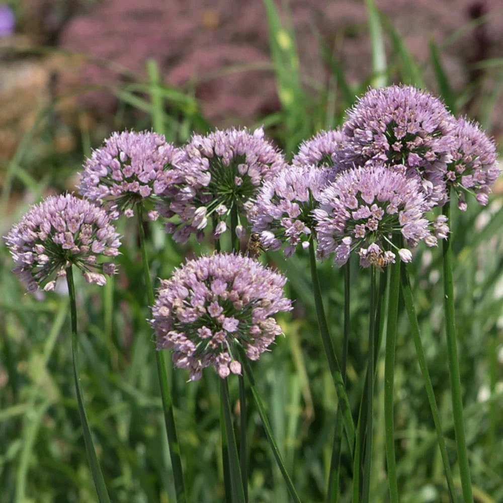Allium Angulosum 'Summer Beauty' 2 Allium Angulosum 'Summer Beauty' - Image 2
