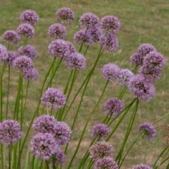 Allium Angulosum 'Summer Beauty' 5 Allium Angulosum 'Summer Beauty' -Plants Shop pl2000045940 card3 lg
