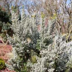 Erica × Veitchii 'Gold Tips'