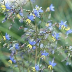 Dianella Revoluta Coolvista ('Allyn-Citation') (PBR) 5 Dianella Revoluta Coolvista ('Allyn-Citation') (PBR) -Plants Shop pl2000046251 card3 lg