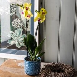 Phalaenopsis 'Miraflore' -Plants Shop pl2000046337 card3 lg
