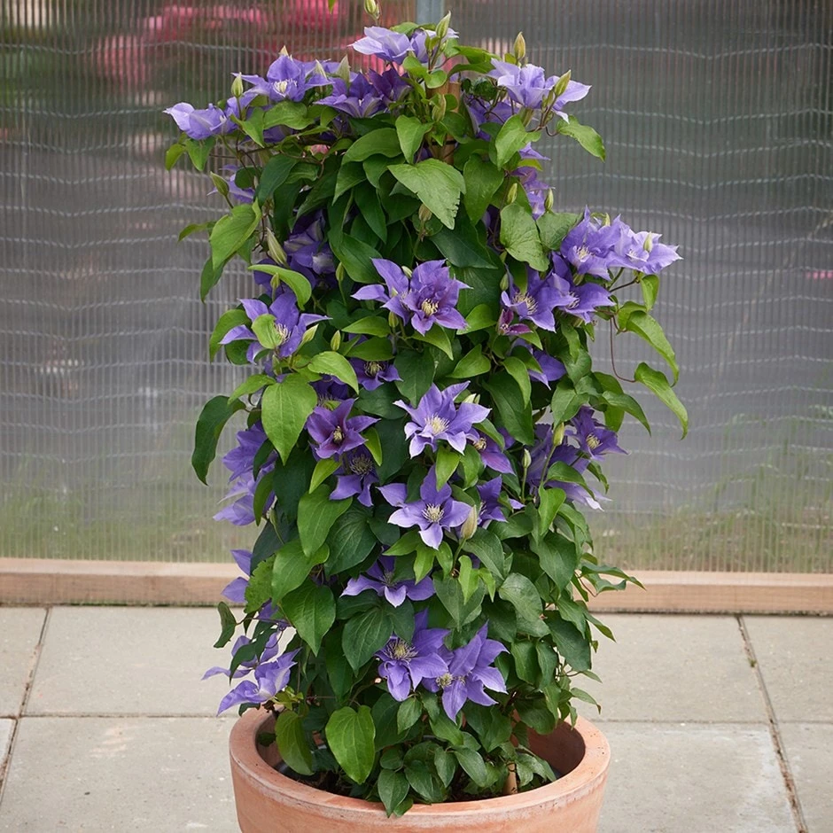 Clematis Olympia ('Evipo099') (PBR) (Boulevard Series) 1 Clematis Olympia ('Evipo099') (PBR) (Boulevard Series)