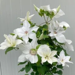 New Release 18 Clematis 'Guernsey Flute'
