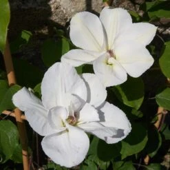 Clematis 'Guernsey Flute' -Plants Shop pl2000046367 card4 lg