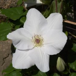 Clematis 'Guernsey Flute' -Plants Shop pl2000046367 card5 lg