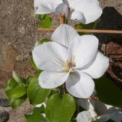 Clematis 'Guernsey Flute' -Plants Shop pl2000046367 card6 lg
