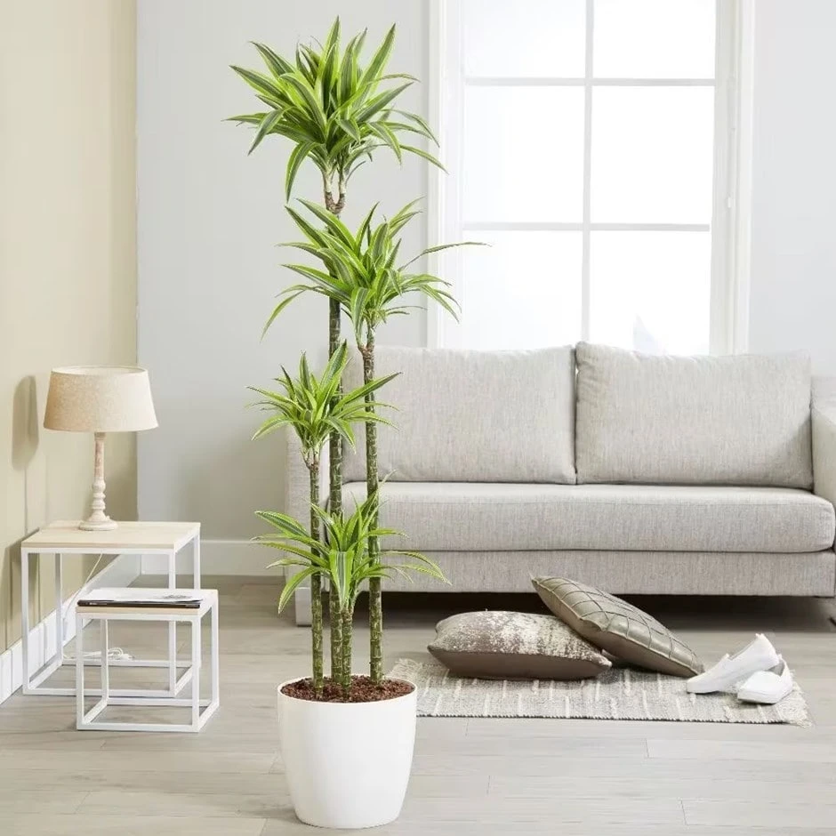 Dracaena Fragrans (Deremensis Group) 'Lemon Lime' 1 Dracaena Fragrans (Deremensis Group) 'Lemon Lime'