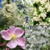 Flowering Species-rich Hedge Good For Wildlife