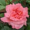 Rosa Rachel ('Tangust') (PBR)