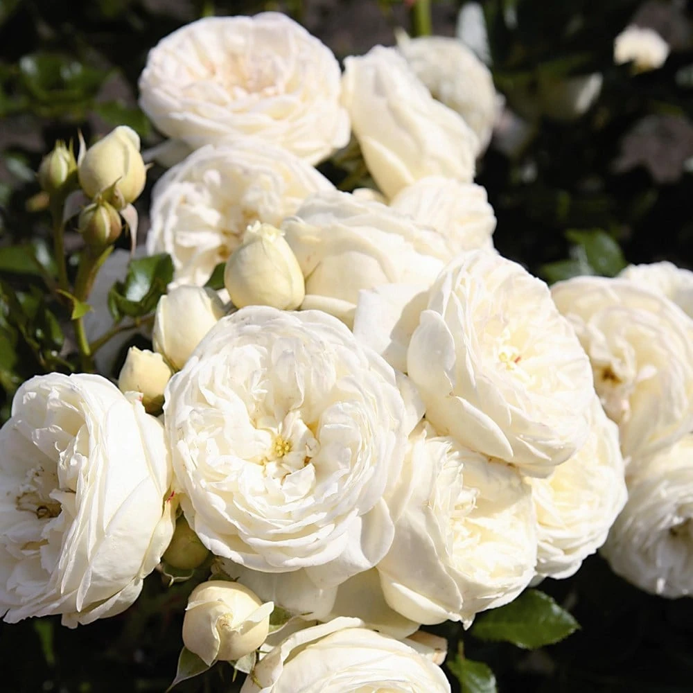 Rosa Sweet Child Of Mine 2 Rosa Sweet Child Of Mine - Image 2