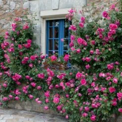 Rosa 'Pink Cloud' -Plants Shop pl2000046632 card3 lg