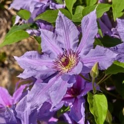 Clematis Tumaini ('Evigsy151') (PBR) 7 Clematis Tumaini ('Evigsy151') (PBR) -Plants Shop pl2000046633 card3 lg