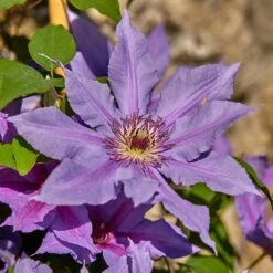 Clematis Tumaini ('Evigsy151') (PBR) 8 Clematis Tumaini ('Evigsy151') (PBR) -Plants Shop pl2000046633 card4 lg