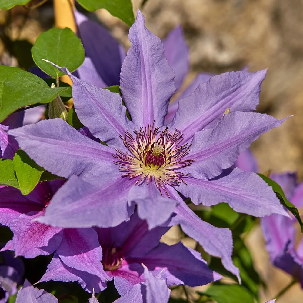 Clematis Tumaini ('Evigsy151') (PBR) 4 Clematis Tumaini ('Evigsy151') (PBR) - Image 4