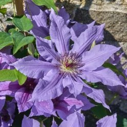 Clematis Tumaini ('Evigsy151') (PBR) 9 Clematis Tumaini ('Evigsy151') (PBR) -Plants Shop pl2000046633 card5 lg
