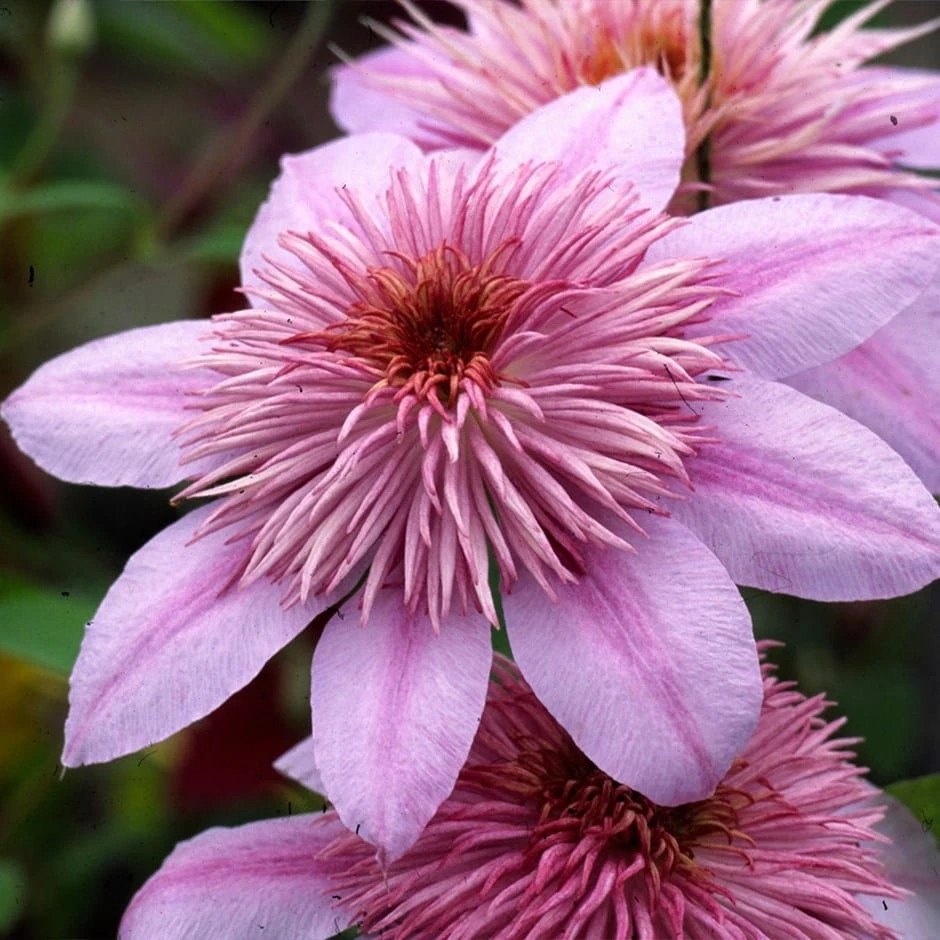 Clematis Empress ('Evipo011') (PBR) 1 Clematis Empress ('Evipo011') (PBR)