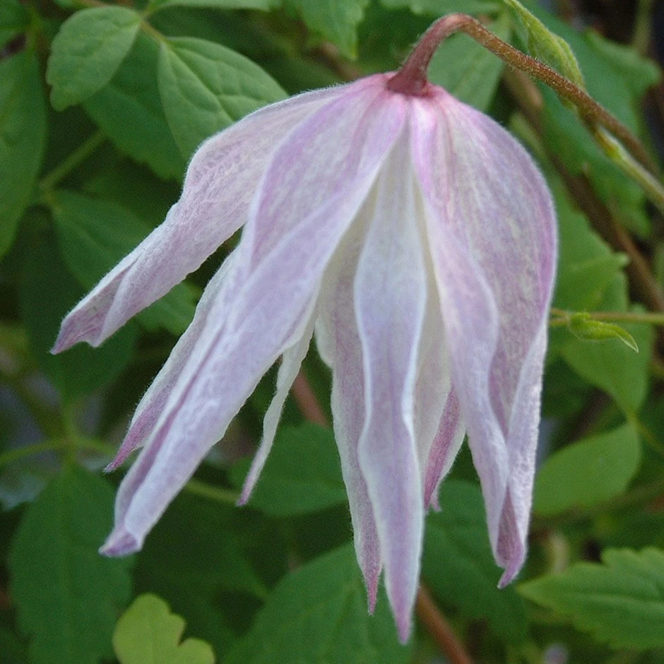 Clematis 'Albina Plena' 1 Clematis 'Albina Plena'