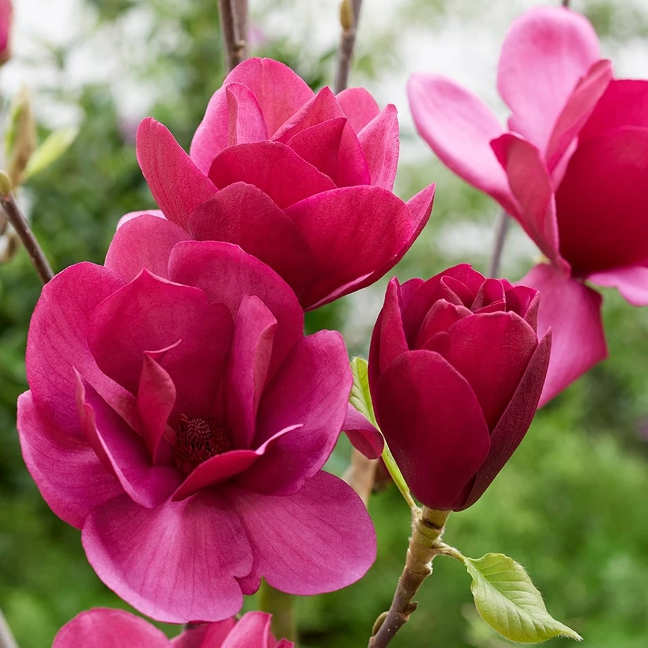 Magnolia 'Emperor' (PBR) 1 Magnolia 'Emperor' (PBR)