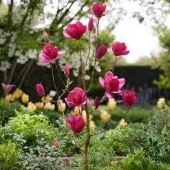 Magnolia 'Emperor' (PBR) 8 Magnolia 'Emperor' (PBR) -Plants Shop pl2000046655 card3 lg