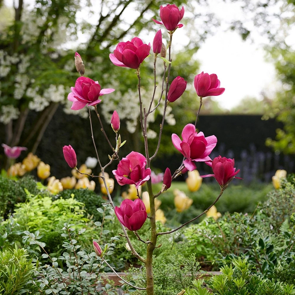 Magnolia 'Emperor' (PBR) 3 Magnolia 'Emperor' (PBR) - Image 3