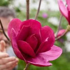 Magnolia 'Emperor' (PBR) 9 Magnolia 'Emperor' (PBR) -Plants Shop pl2000046655 card4 lg