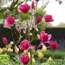 Magnolia 'Emperor' (PBR) 10 Magnolia 'Emperor' (PBR) -Plants Shop pl2000046655 card5 lg