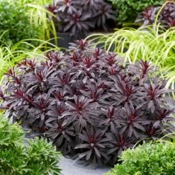 Euphorbia 'Miners Merlot' (PBR) -Plants Shop pl2000046674 card4 lg
