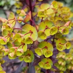 Euphorbia 'Miners Merlot' (PBR) -Plants Shop pl2000046674 card5 lg