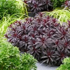 Euphorbia 'Miners Merlot' (PBR) -Plants Shop pl2000046674 card6 lg