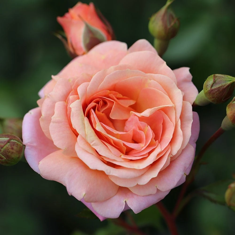 Rose Of The Year 2023Rosa Peach Melba 2 Rose Of The Year 2023Rosa Peach Melba - Image 2