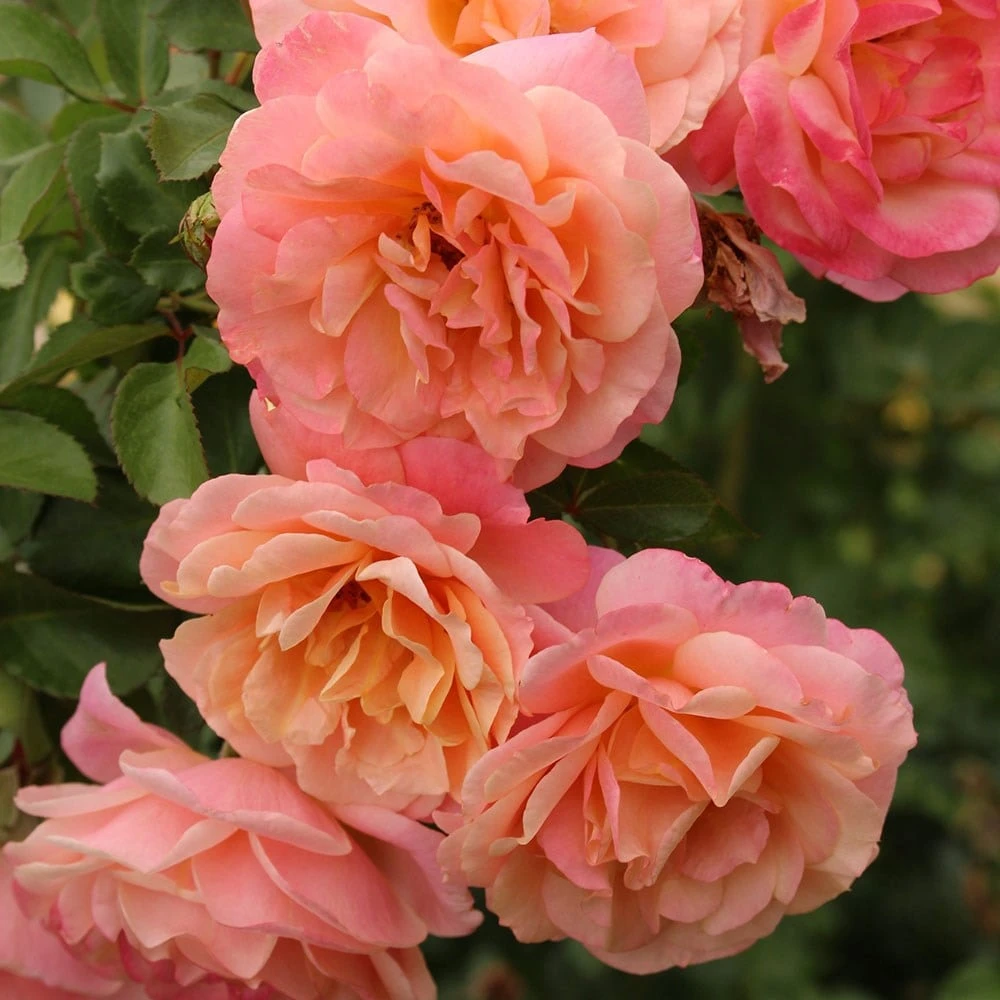 Rose Of The Year 2023Rosa Peach Melba 3 Rose Of The Year 2023Rosa Peach Melba - Image 3