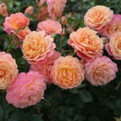Rose Of The Year 2023Rosa Peach Melba 7 Rose Of The Year 2023Rosa Peach Melba -Plants Shop pl2000046733 card4 lg