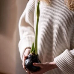 Wax Amaryllis -Plants Shop pl2000046743 card3 lg