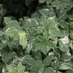 Eleutherococcus Sieboldianus 'Aureovariegatus' -Plants Shop pl2000046877 card3 lg