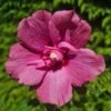 Hibiscus Syriacus Flower Tower Ruby ('Gandini Van Aart Ruby') (PBR)