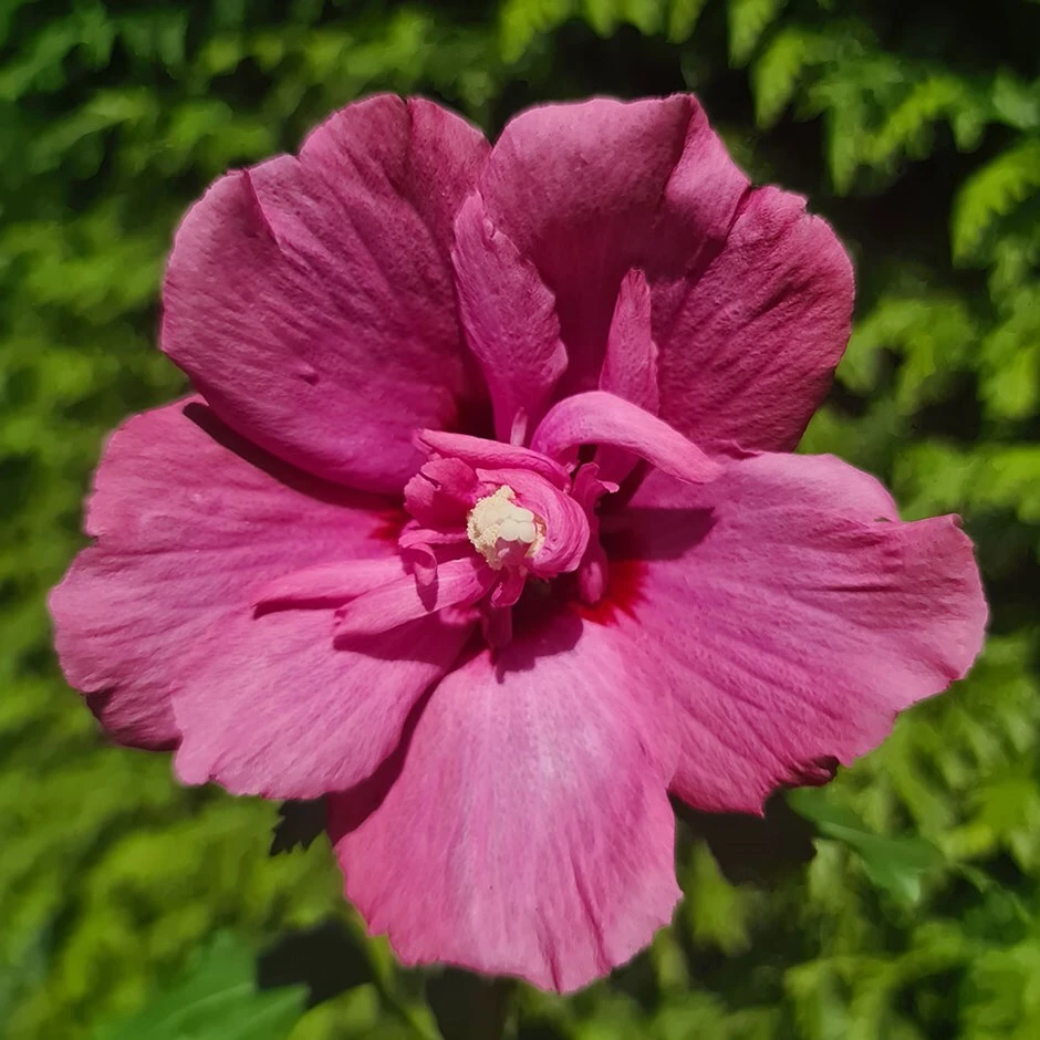Hibiscus Syriacus Flower Tower Ruby ('Gandini Van Aart Ruby') (PBR) 1 Hibiscus Syriacus Flower Tower Ruby ('Gandini Van Aart Ruby') (PBR)