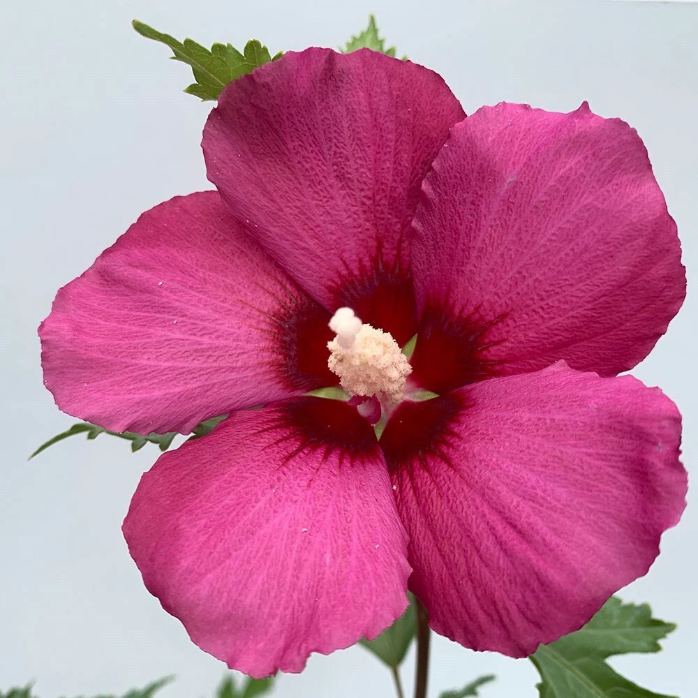 Hibiscus Syriacus Flower Tower Ruby ('Gandini Van Aart Ruby') (PBR) 2 Hibiscus Syriacus Flower Tower Ruby ('Gandini Van Aart Ruby') (PBR) - Image 2