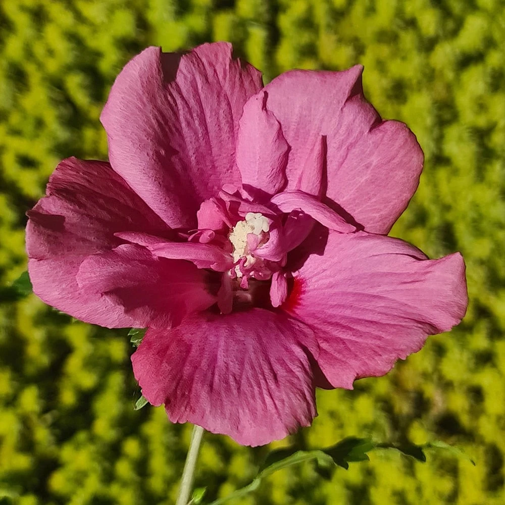 Hibiscus Syriacus Flower Tower Ruby ('Gandini Van Aart Ruby') (PBR) 3 Hibiscus Syriacus Flower Tower Ruby ('Gandini Van Aart Ruby') (PBR) - Image 3