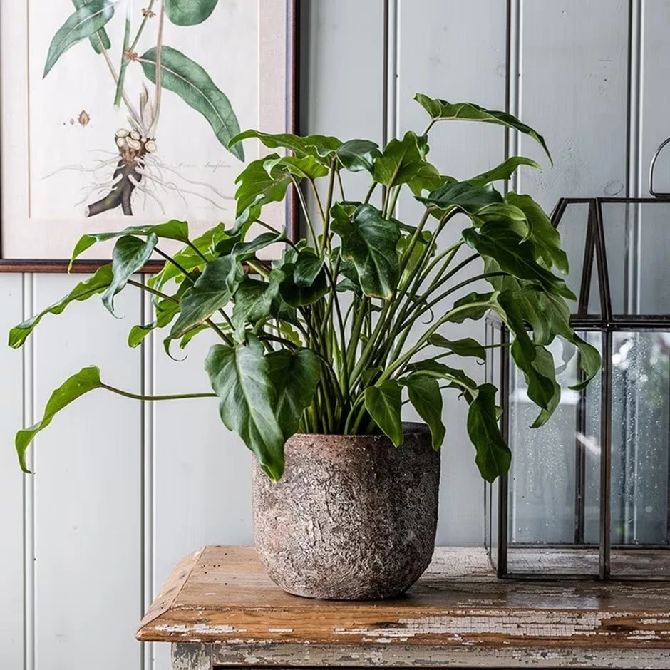 Philodendron Xanadu 1 Philodendron Xanadu