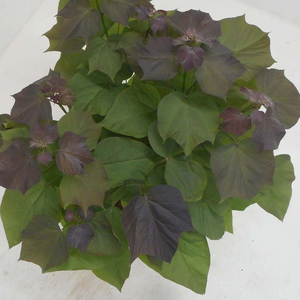 Catalpa × Erubescens 'Purpurea' 2 Catalpa × Erubescens 'Purpurea' - Image 2