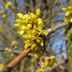 Cornus Mas