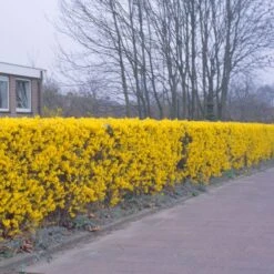 Forsythia 'Lynwood Variety' - Flowering Hedging